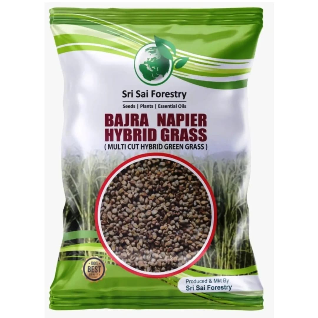 Sri Sai Forestry Bajra Napier Hybrid Grass Seeds, Multi Cut Grass Seed and Animal Fodder