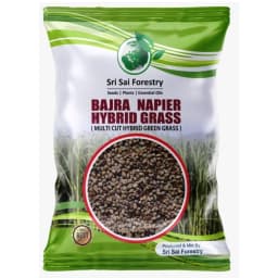 Sri Sai Forestry Bajra Napier Hybrid Grass Seeds, Multi Cut Grass Seed and Animal Fodder 1