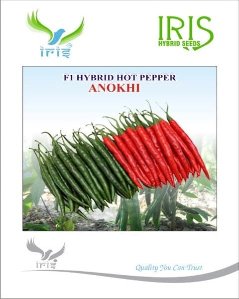 Iris F1 Hybrid Anokhi Hot Pepper Seeds, Green To Dark Red Color, Good Tolerance To LCV, CVMV, And Sucking Pest. - Image 1