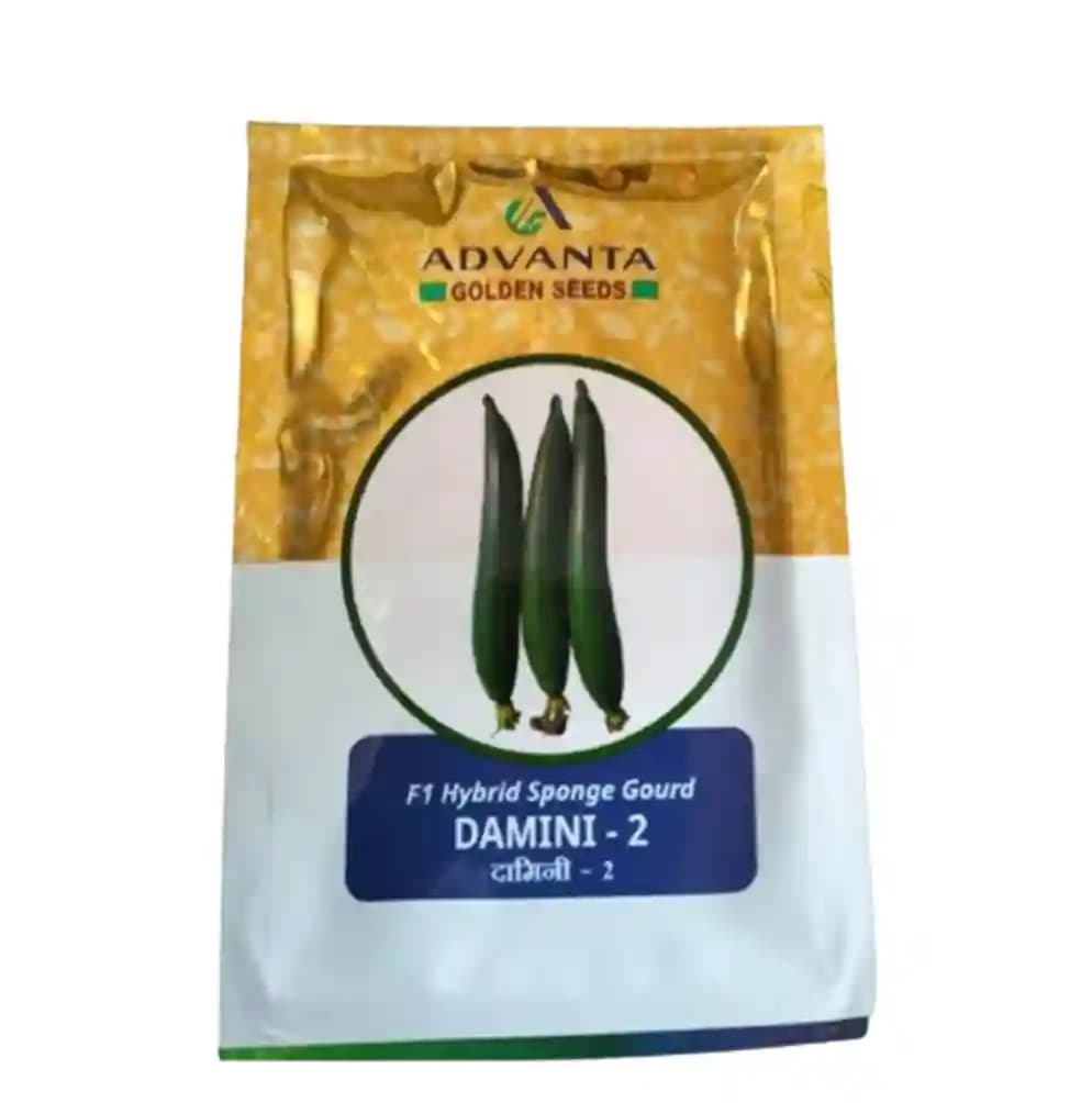 Advanta F1 Hybrid Damini-2 Sponge Gourd Seeds, Cylindrical Shape and Green Color - Image 1