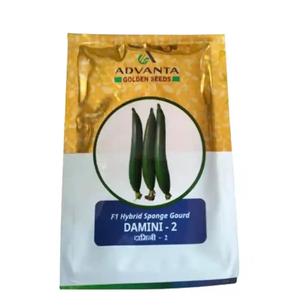 Advanta F1 Hybrid Damini-2 Sponge Gourd Seeds, Cylindrical Shape and Green Color