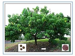 RK Seeds- Thespesia populnea, Pacific rosewood seeds - Shisham tree seeds (Thespesia populnea seeds),Pacific rosewood seeds 1