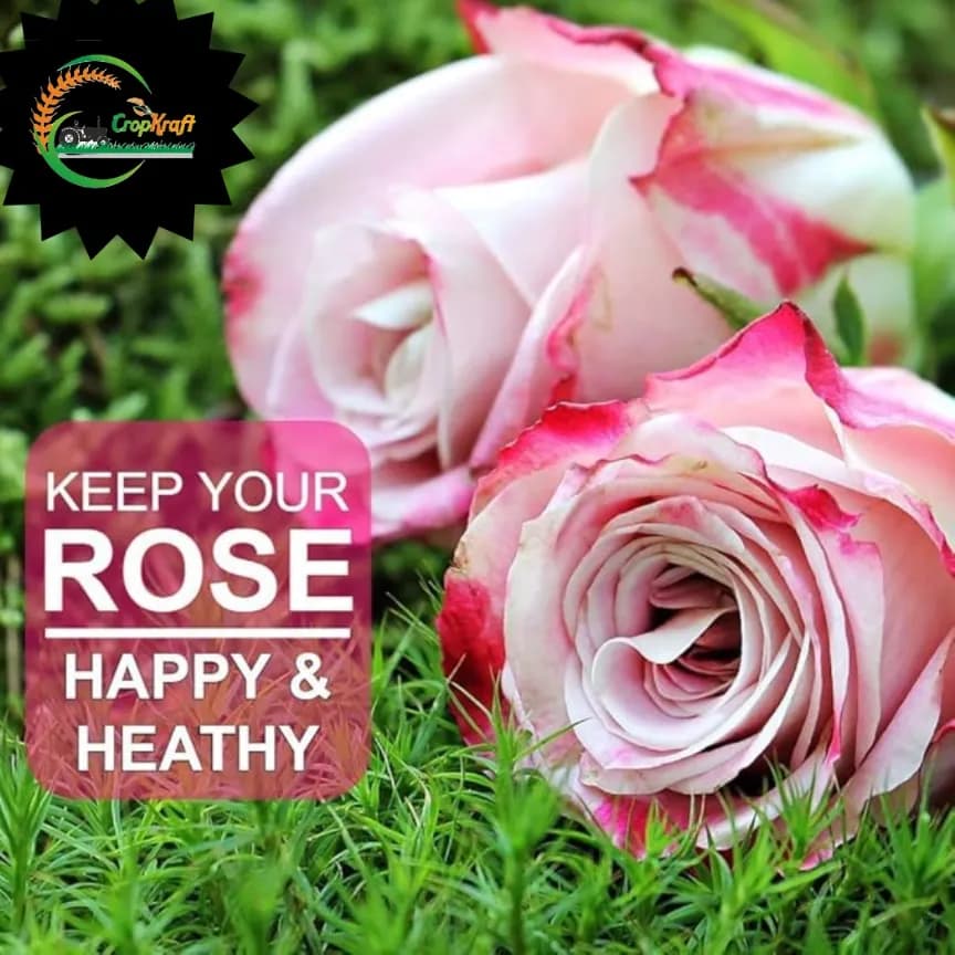 CROPKRAFT Rose King Fertilizer, Enhances Flowering For Both Hybrid And Traditional Rose Varieties - Image 3