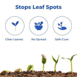 Aries Agro Rajat HD For Bacterial Treatment, Metallic Ions Embedded With Herbal Extract for all Crops 3