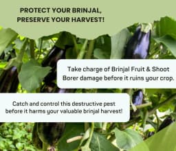 Chipku Pheromone Water Trap With Leucinodes Orbonalis Lure To Catch Brinjal Fruit Shoot Borer Insect, Moth. Useful in Brinjal & Egg Plant 7