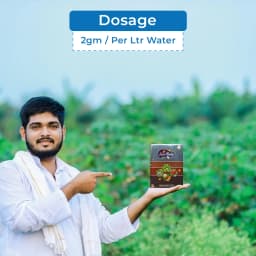 आनंद सी रूबी (पाउडर) - 100% पानी में घुलनशील, प्राकृतिक हरा समुद्री शैवाल अर्क, उपज और विपणनीय गुणवत्ता को बढ़ाता है। 5