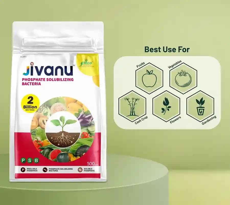 Jivanu Phosphate Solubilizing Bacteria Bio Fertilizers, Increase Stem Strength