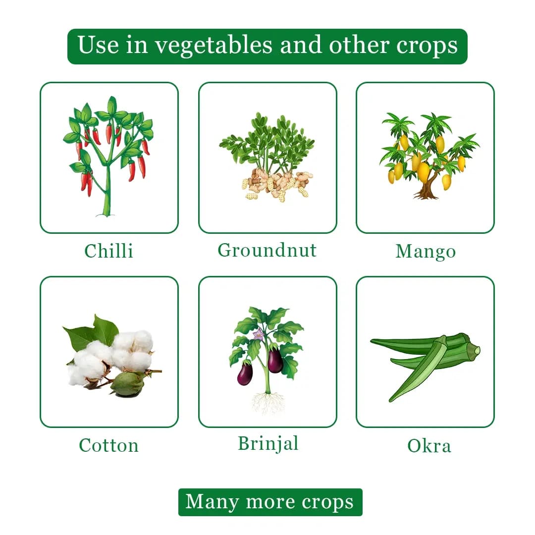 EBS DEL 28 Deltamethrin 2.8% EC Insecticides For Broad Spectrum Control Of Chewing And Sucking Insects. - Image 4