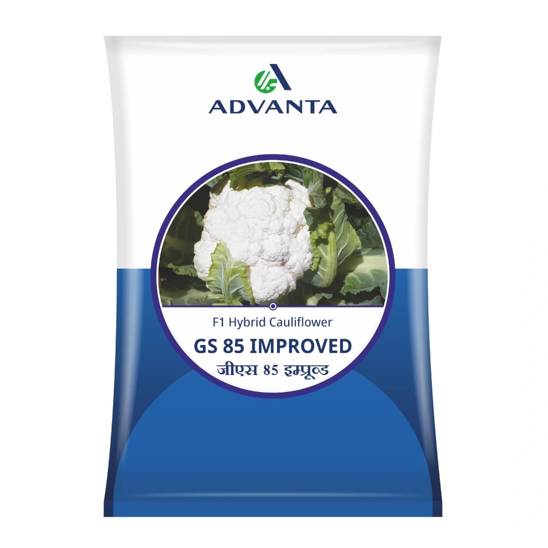 Advanta GS 85 Cauliflower Seeds - (Gobhi Seeds) Dome and Compact Curd - Image 1