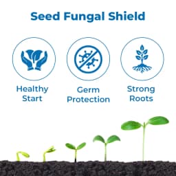 UPL Provax Carboxin 17.5% + Thiram 17.5% FF, Fungicide For Seed Treatment. 3