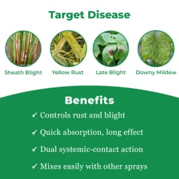 Uttam Lexon Azoxystrobin 11% + Tebuconazole 18.3% SC. Systemic and Contact Fungicides. 3