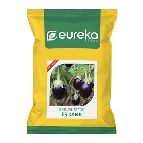 Eureka ES KANJI F1 Hybrid Brinjal Seeds, Shiny Purple, Uniform, Oval Shape Fruits