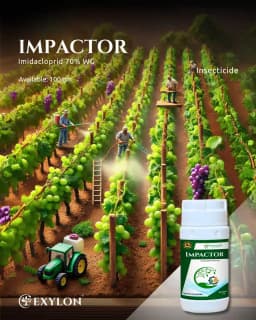 Exylon Impactor Imidacloprid 70% WG Insecticide, Broad-Spectrum Systemic Pest Control For Multiple Crops 2