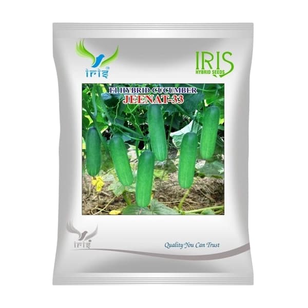 Iris Jeenat F1 Hybrid Cucumber Seeds, Early Maturing Green Variety For All Year Cultivation