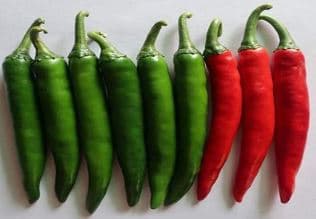 Iris Hybrid Vegetable Seeds F1 Hot Pepper (Chilli) IHS-2454, Dark Green Color.