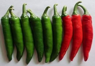 Iris Hybrid Vegetable Seeds F1 Hot Pepper (Chilli) IHS-2454, Dark Green Color.