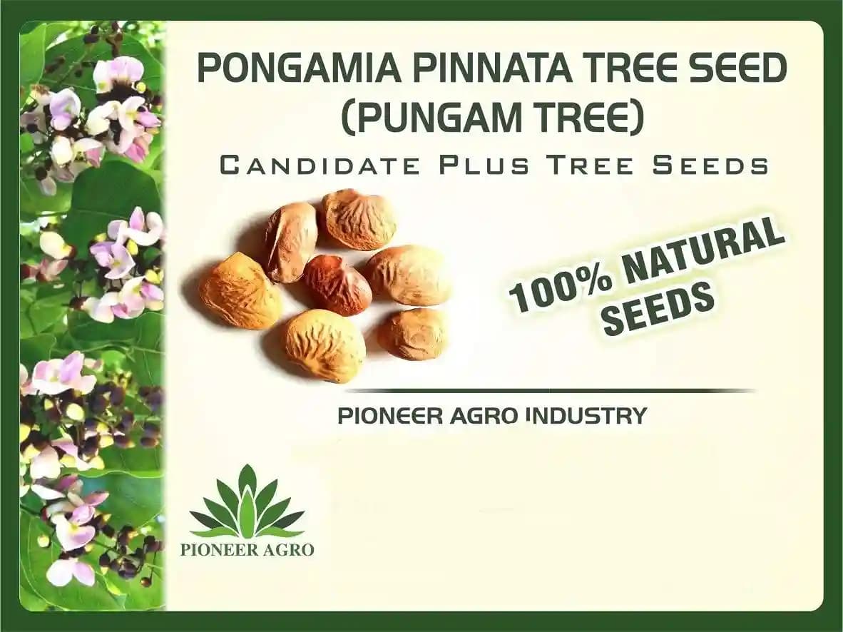 Pongamia Pinnata (Pungam) Tree Seed enhance the beauty of garden, landscapes, commercial crops, etc. - Image 1