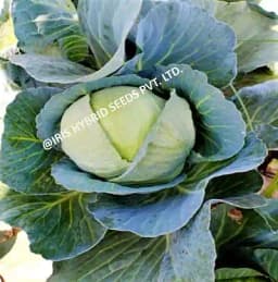 Iris Hybrid Vegetable Seeds, F1 Hybrid Cabbage IHS-801, Attractive Green Color 1