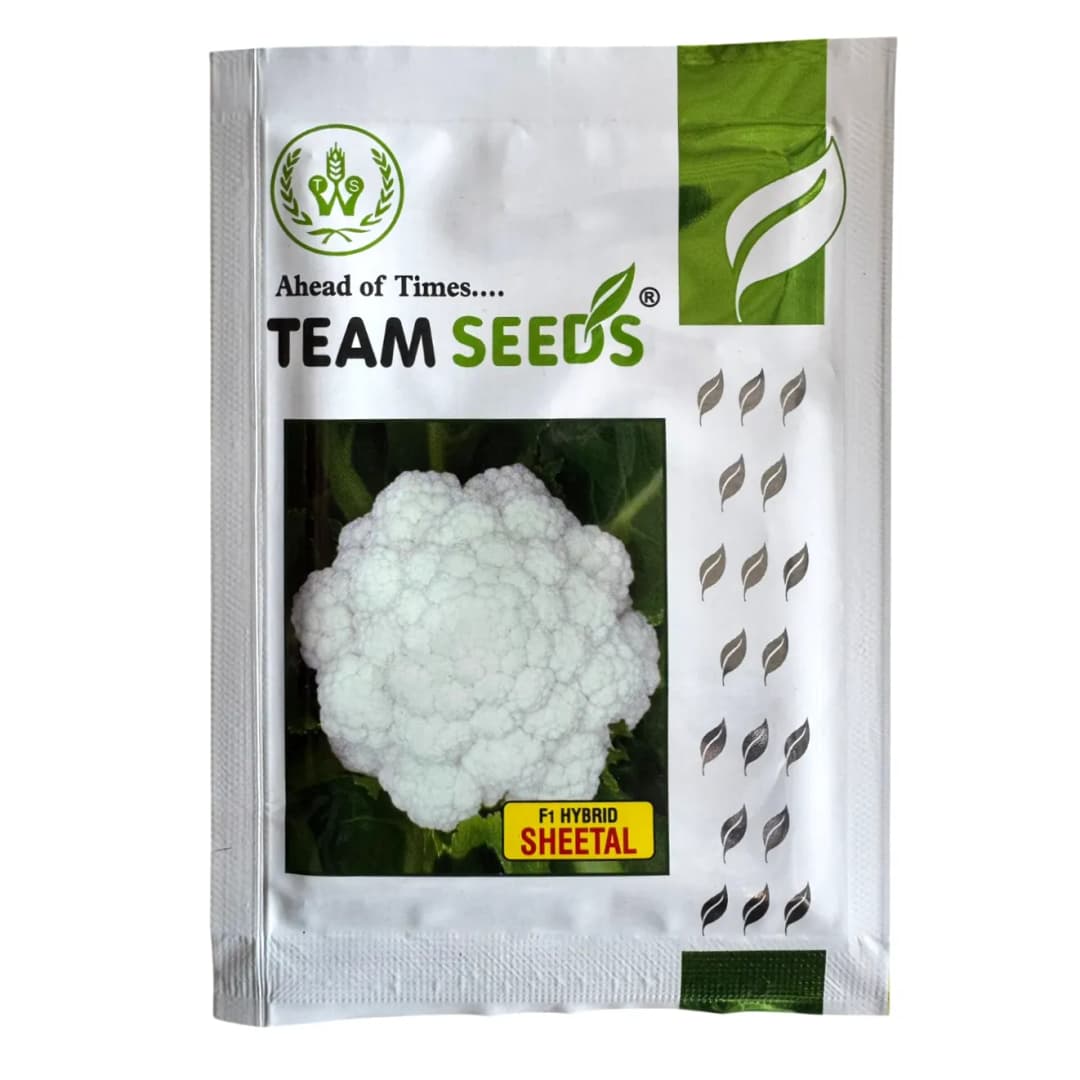 Team Seeds Sheetal F1 Hybrid Cauliflower Seeds, Early Maturity And Compact Curds