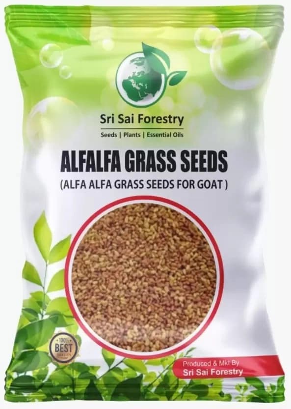 SRI SAI FORESTRY - Alfa Alfa Grass Seeds - Lucerne (Fodder, Soil Erosion Control)