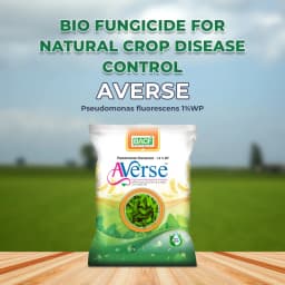 BACF Averse Pseudomonas fluorescens 1%WP Bio Pesticide , Selective Bio-Agent And Effectively Controls Soil-Borne 2