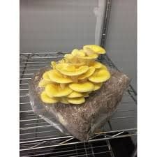 Shroomness Yellow Oyster mushroom, Ready To Fruit Mushroom Block, For Gift And Unique And Useful. 1
