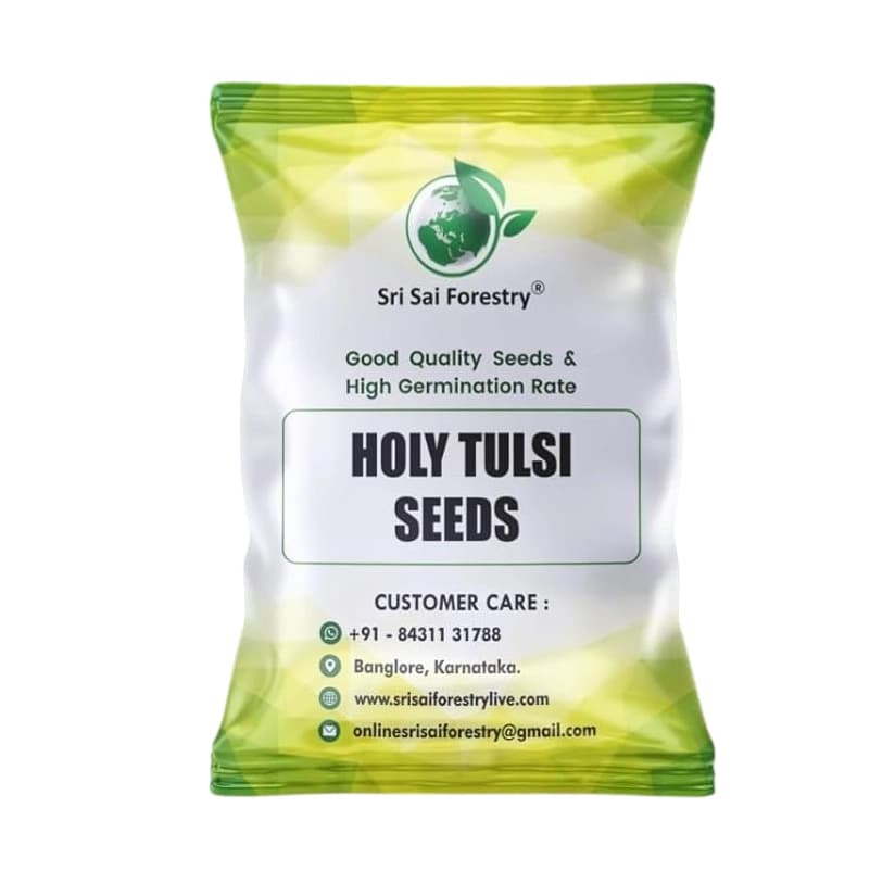 SRI SAI FORESTRY- Natural Tulsi Seed or Holy Basil Seeds, Indian Tulsi Plant Seeds, Flower Seeds