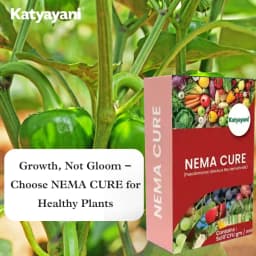 Katyayani Nema Cure Paecilomyces Lilacinus Bio Fungicide Powder Advanced Biological Fungicide For Nematode Control and Improved Soil Health 3