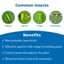 Thorlet - Thiamethoxam 12.6% + Lambda Cyhalothrin 9.5% Zc, Best Systemic Insecticide for Effective Control Against Sucking Pests 3
