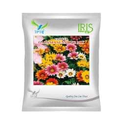 Iris Gazania Sunshine Mix Hybrid OP Flower Seeds, Mix Flower Colour, Best For Outdoor Garden 1