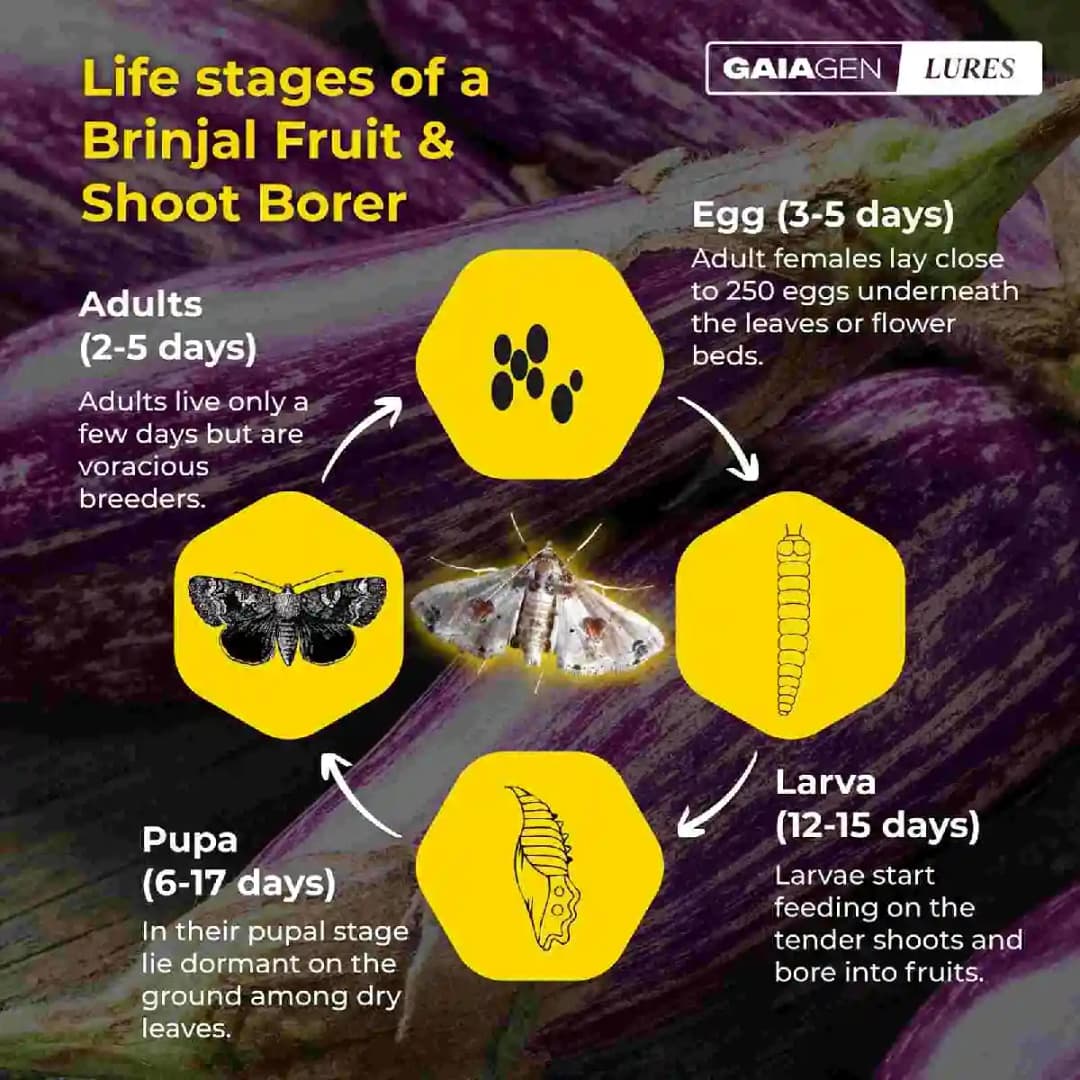 Gaiagen Brinjal Fruit And Shoot Borer Pheromone Lure For Leucinodes Orbonalis, IMO Certified. - Image 2