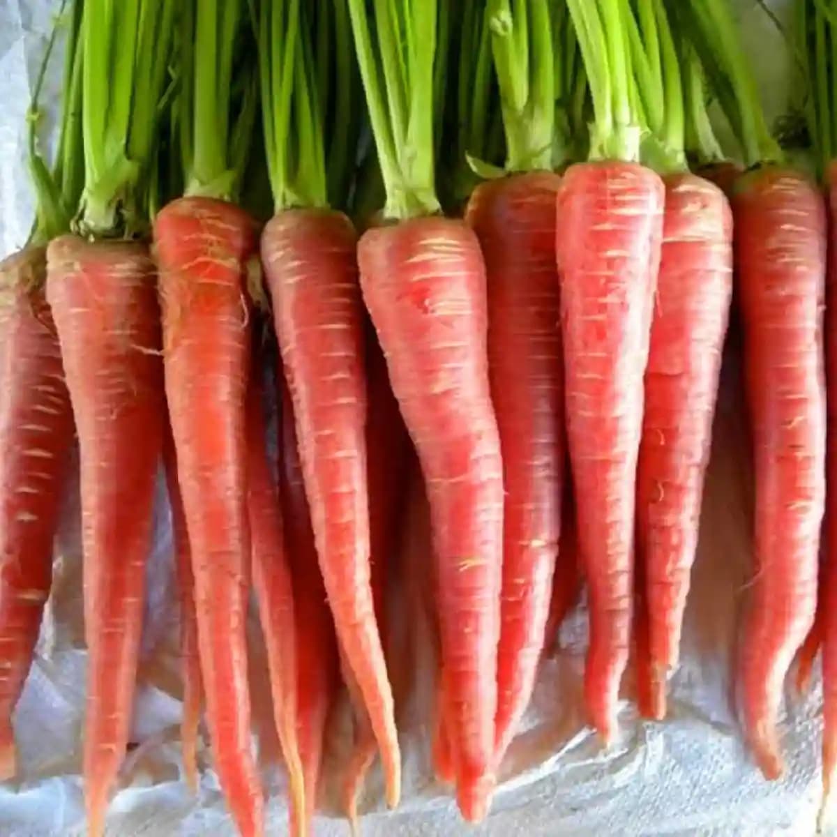 S K ORGANIC Red Carrots Seeds (Gajarbeej) For Cultivation And Microgreens - Image 1