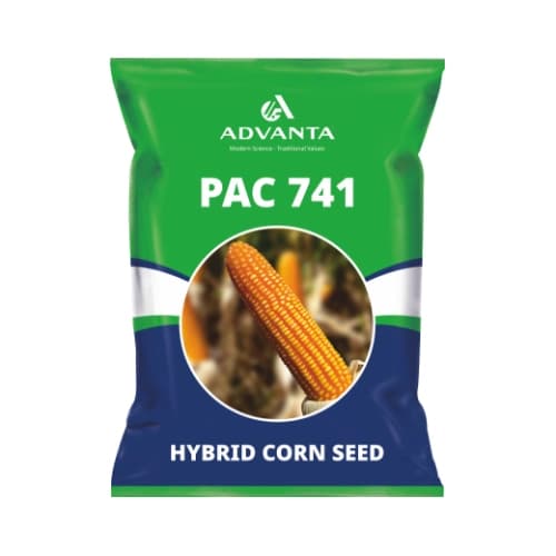 Advanta PAC 741 F1 Hybrid Maize Seeds, High Yield, Late Wilt Tolerant, Orange Grains - Image 1