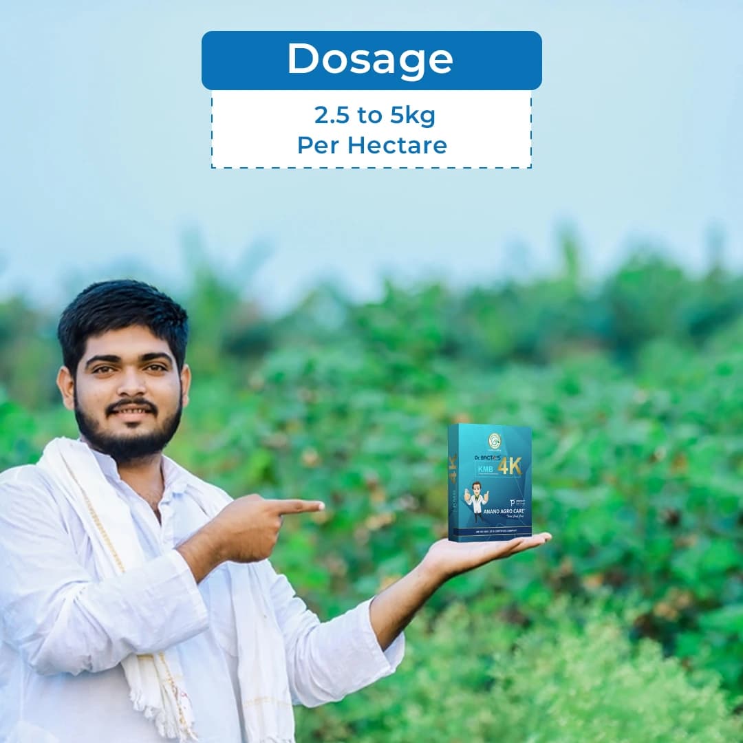 Anand Agro Care Dr. Bacto\'s KMB 4K (Potash Mobilizing Bacteria) Increases Crop Productivity And Yield - Image 5