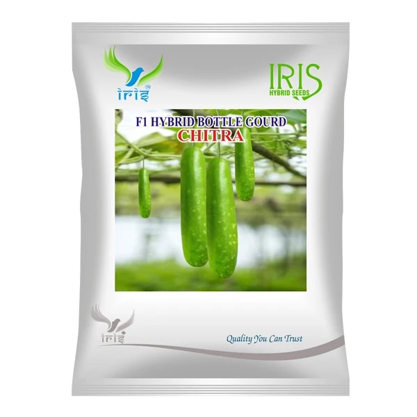 Iris CHITRA F1 Hybrid Bottle Gourd Seeds, Attractive Green, High Yield Variety