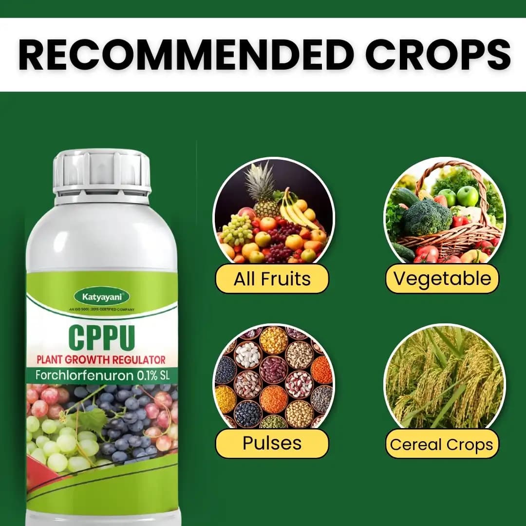 Katyayani CPPU Forchlorfenuron 0.01% L Plant Growth Regulator For Enhancing Fruit Size Quality and Yield in Various Crops - Image 2