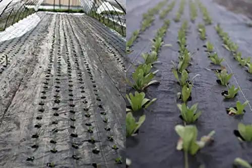 Siddhi Mulching Film With Hole, Mulching Paper, 20 Micron & 30 Micron, (3 Ft (0.9 Mtr) x 400 Mtr) BLACK and SILVER - Image 2