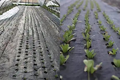 Siddhi Mulching Sheet With Holes (Black and Silver) - 3 ft (0.9 m) x 400 mtr