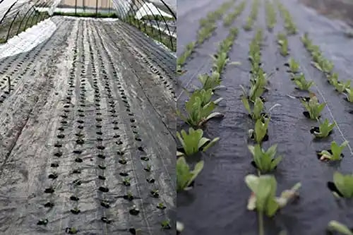 Siddhi Mulching Sheet With Holes (Black and Silver) - 3 ft (0.9 m) x 400 mtr