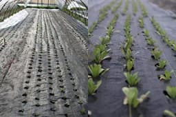 Siddhi Mulching Film With Hole, Mulching Paper, 20 Micron & 30 Micron, (3 Ft (0.9 Mtr) x 400 Mtr) BLACK and SILVER 1