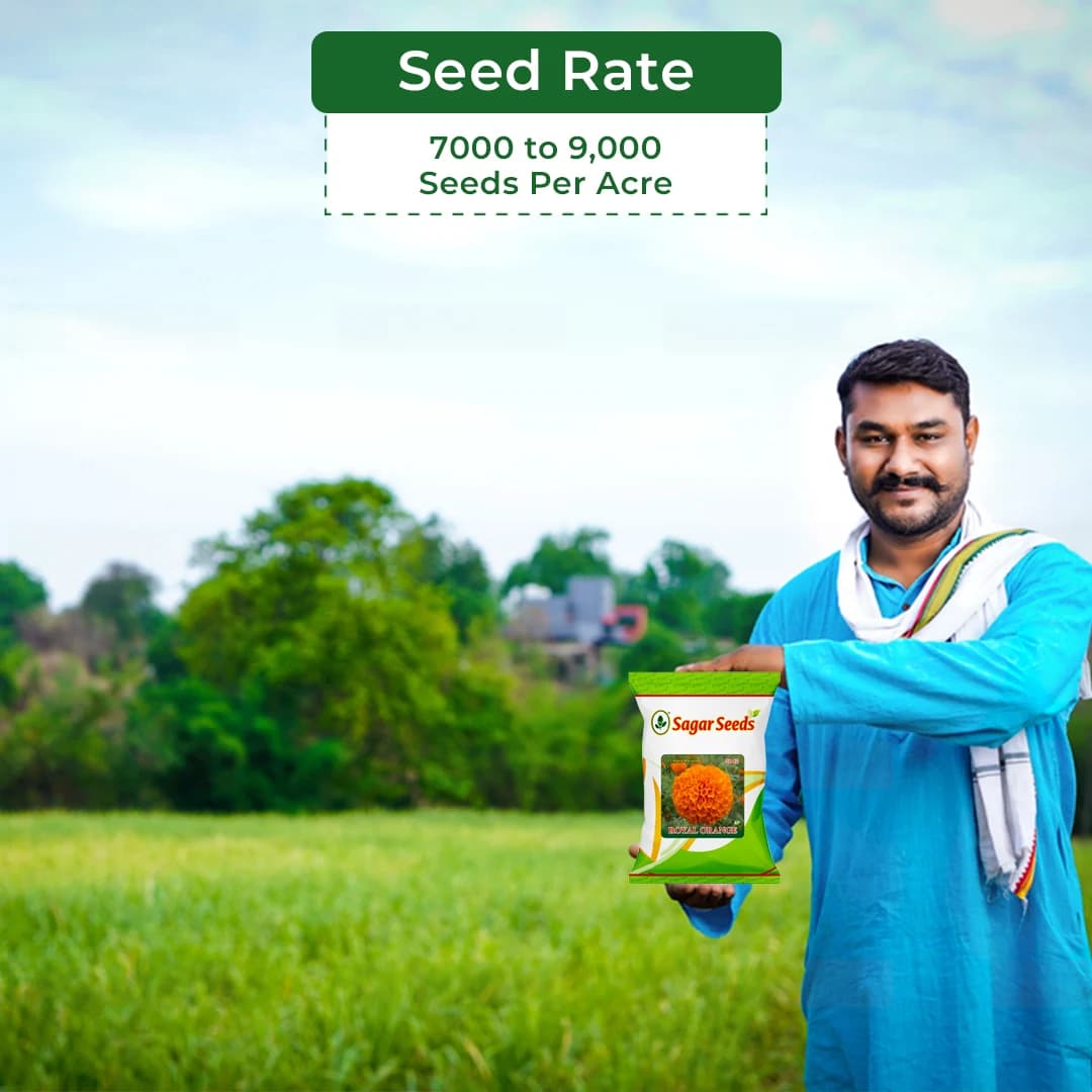 Sagar Royal Orange F1 Hybrid Marigold Seeds, Genda Ke Beej For Garden Plants - Image 5