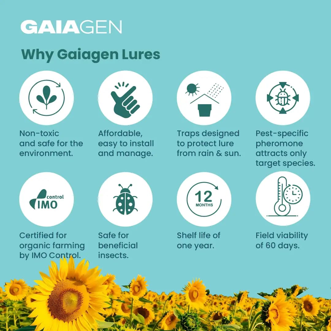 गाइएजेन फेरोमोन ल्योर अमेरिकन कपास सुंडी (हेलिकोवर्पा आर्मिजेरा) और कीट फनल जाल, आईएमओ प्रमाणित - Image 8