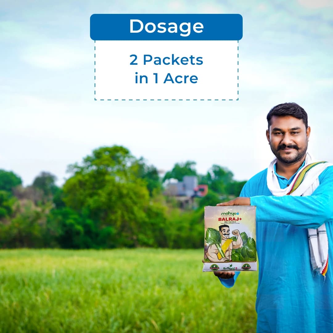 Mahyco Balraj+ MRC 7365 BG-II Hybrid Cotton Seeds, Kapas Ke Beej, High Yield, Easy Picking (475 Gm) - Image 5