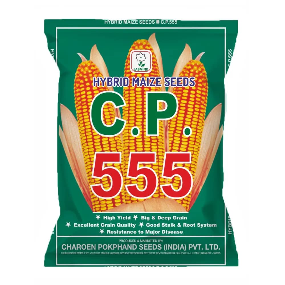 Maize Seeds 555 Hybrid - CP Seeds, Makka, High Yeilding, Deep Kernels, Superior Quality Makka