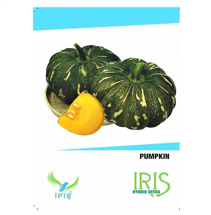Iris Hybrid Vegetable Seeds Pumpkin, Kaddu Ke Beej, Koda Na Bee, Bhopla Ke Beej (15 Seeds)