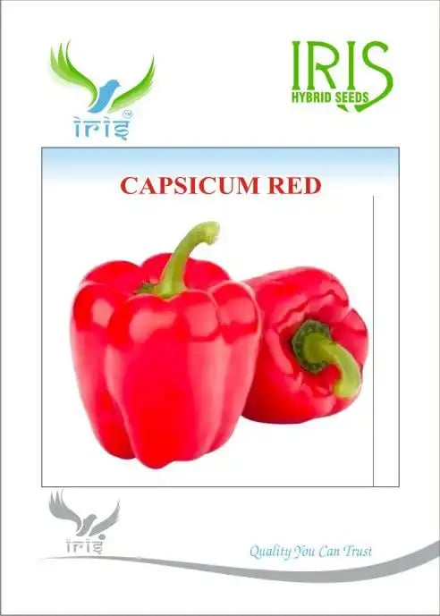 Iris Red Capsicum Seeds - Red Shimla Mirch Seeds