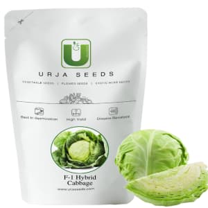 Urja F1 Hybrid Shakti Plus Cabbage Seeds, Mainly Grown In Winter Crop Season - Image 1