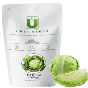 Urja F1 Hybrid Shakti Plus Cabbage Seeds, Mainly Grown In Winter Crop Season