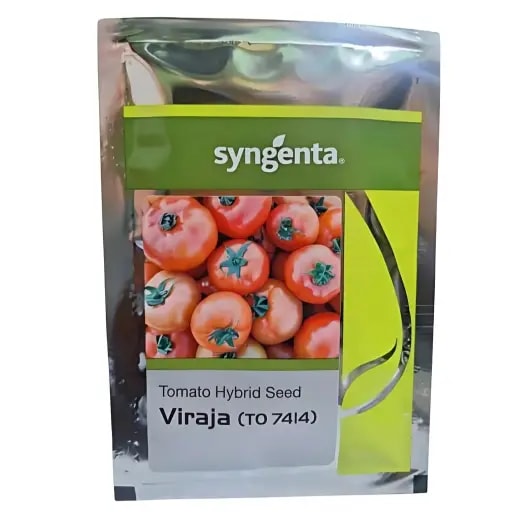 Syngenta Viraja (TO-7414) Hybrid Tomato Seeds