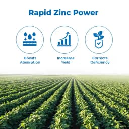 Zinc Easy Zn-EDTA 12% Quickly soluble in water, Helps in Grain Formation, Micro Nutrient Fertilizer 3